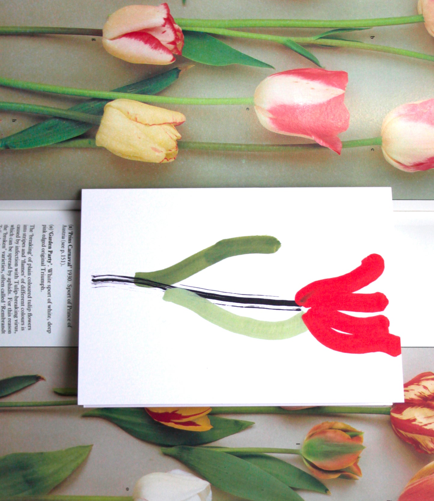 Red Tulip Card
