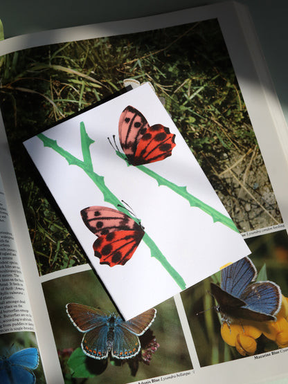Butterflies Card